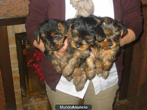 Yorkshire terrier,cachorros,son los de las fotografías.