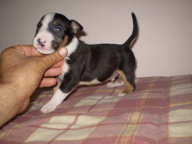 bull terrier miniatura