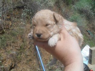 cachorros CANICHE ENANO con PEDIGREE