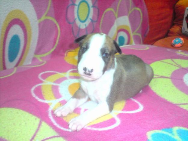 CAMADA BULL TERRIER