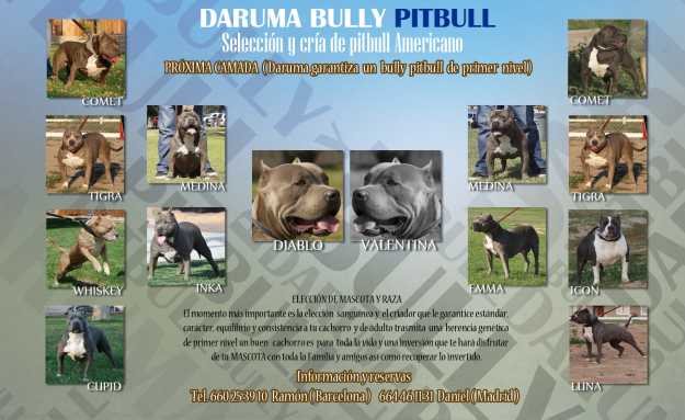 Daruma bully pitbull