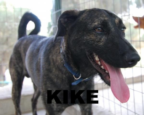 kike, macho mediano en adopción