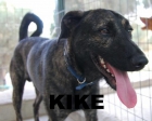 kike, macho mediano en adopción - mejor precio | unprecio.es