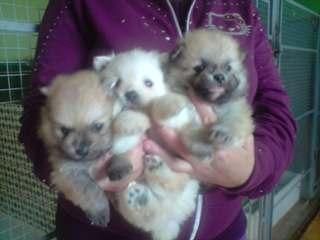 pequeños cachorros de POMERANIA CON PEDIGREE 450 EUROS