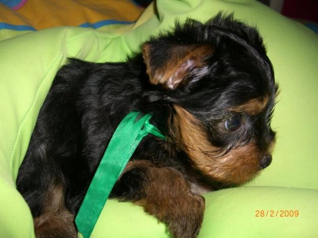 PRECIOSOS CACHORROS YORKSHIRE TERRIER CON PEDIGREE