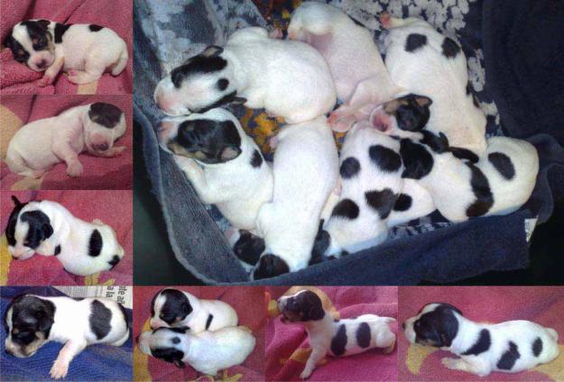 Vendo Preciosos Cachorros de Jack Russell Terrier