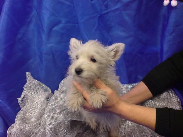 WEST HIGHLAND WHITE TERRIER,CACHORROS EN VENTA