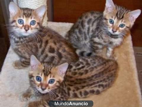 .,,..Bonito Bengala gatitos para la venta