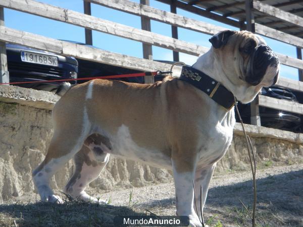 BULLDOG INGLES MONTA (CAMPEON DE ESPAÑA)