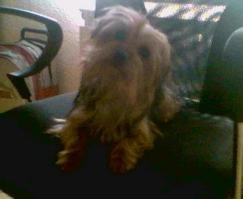 busco novio para mi perrita luna es una yorkshire terrier