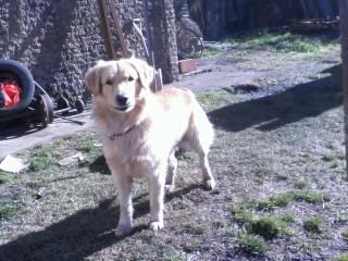 Buuscoo noooviia gratiis...!Golden retriever......soy de pigue