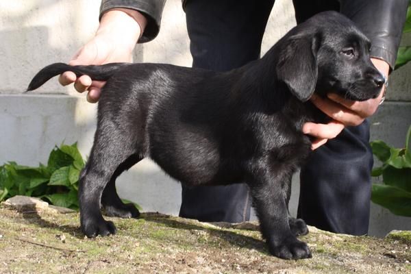 Cachoros de Labrador con espectacular pedigree