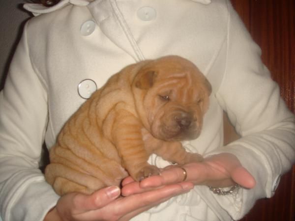 Cachorritos sharpeis para NAVIDAD