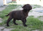 Cachorros de Labrador Chocolate - mejor precio | unprecio.es