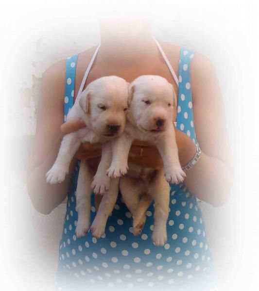 Camada de Labrador Retriever