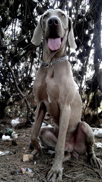 Imponente weimaraner