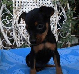 pinscher 2 hembras negras fuego pedigri 300 euros ..