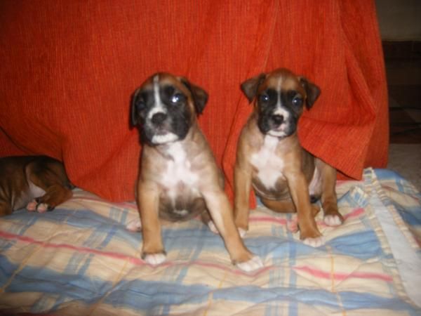 vendo preciosos cachorritos boxer muy económicos