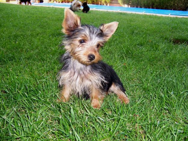 yorkshire terrier