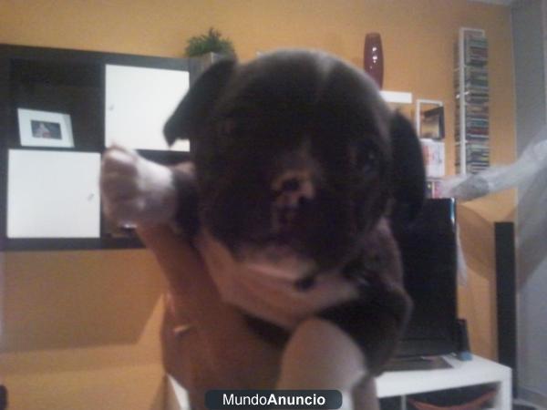 CACHORRITA NEGRA BULLDOG FRANCES!!