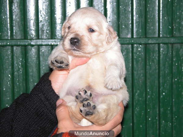 Cachorros de Golden Retriever