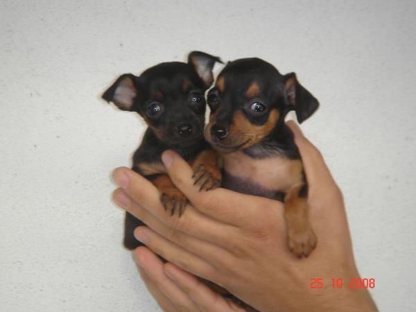 CACHORROS DE PINSHER MINI