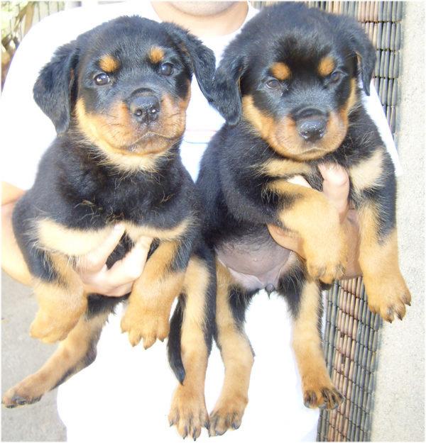 Criadero de Rottweilers ,cachorros disponibles