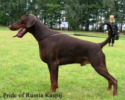 Dobermann de Reyero - Camada TOP en España