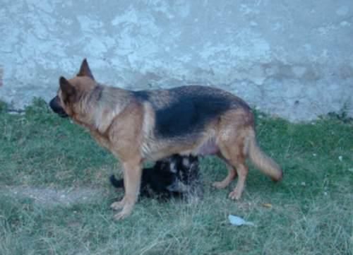 impresionantes cachorros de pastor aleman con mes y medio calidad y buen precio