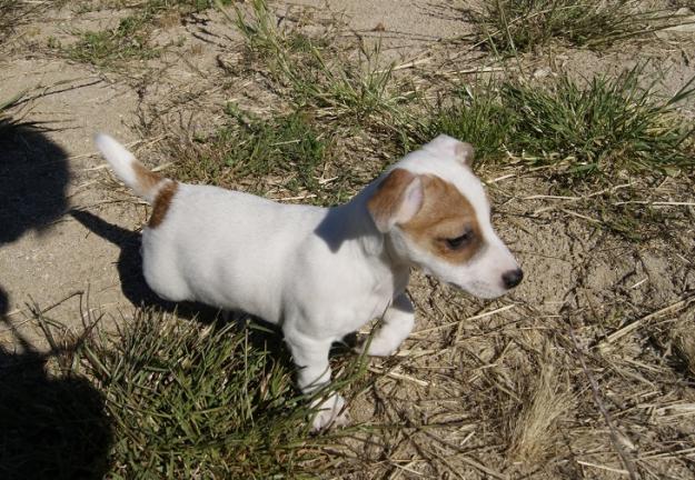 Jack Russell pata corta fotos reales cachorros nacionales