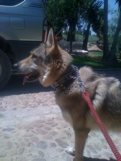 Lobo checoslovaco disponible para montas