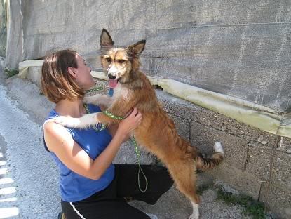 Tula, perrita mediana 6/8 meses busca hogar