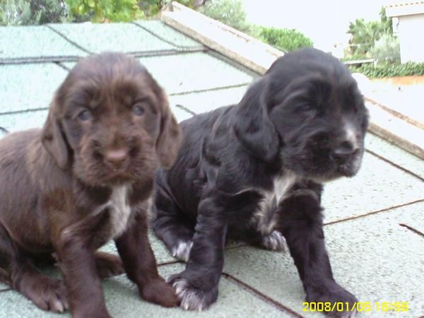 Ultimos cachorros cocker spaniel 200 euros