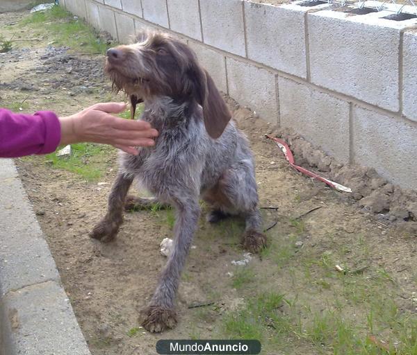 Se da en adopción esta perra. \