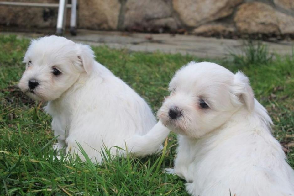 Cachorros de Bichón Maltés con pedigree