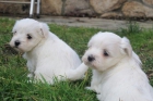 Cachorros de Bichón Maltés con pedigree - mejor precio | unprecio.es