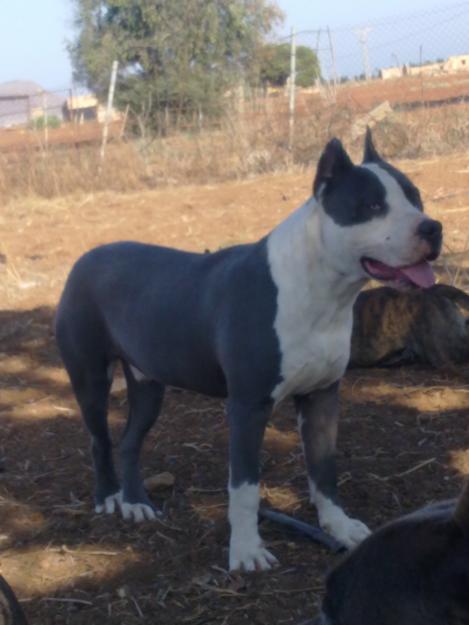 AMERICAN STAFFORD TERRIER BLUE MONTAS