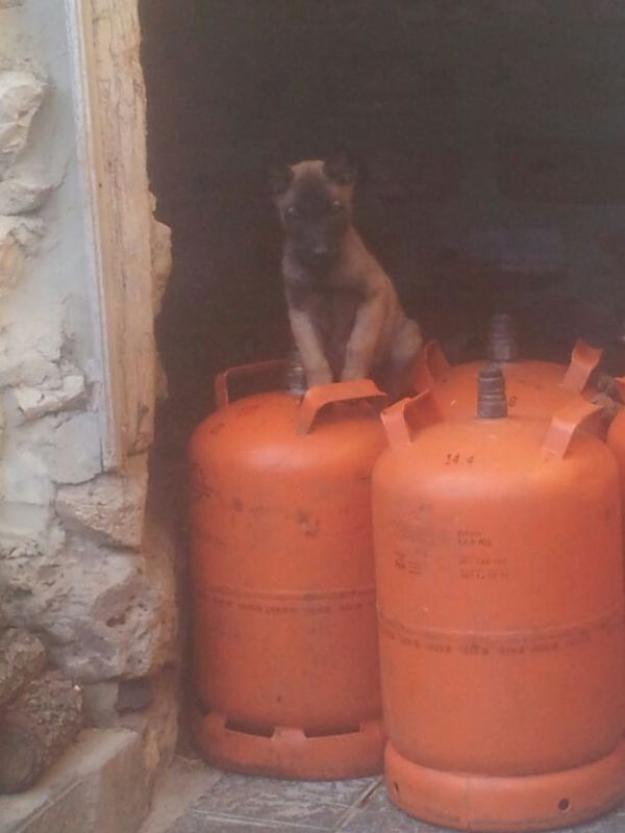 Cachorros de pastor belga malinois en venta