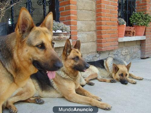 impresionantes cachorros de pastor aleman padres muy buenos guardianes y equilibrados en caracter