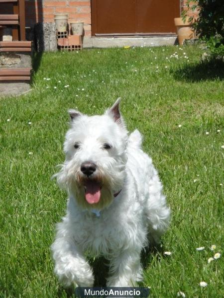 schnauzer miniatura blanco