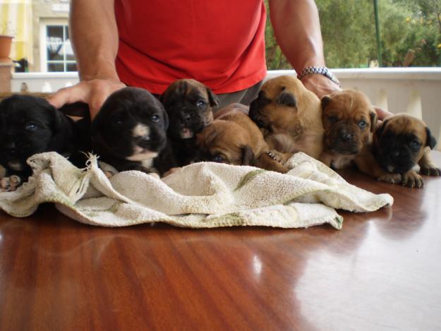 SE VENDE CACHOROS DE BOXER