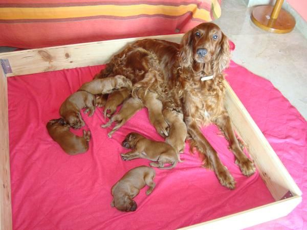 VENDO CACHORROS SETTER IRLANDES