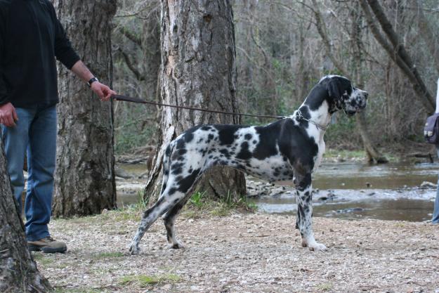 Venta dogos alemanes