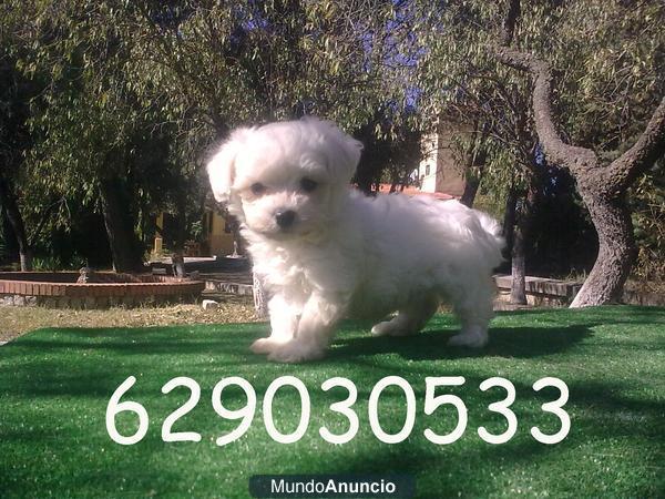 Bichon Maltes mini, garantía y  calidad por 280€