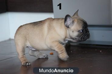 BULLDOG FRANCES FAWN EXELENTE PEDIGREE