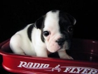 Cachorros Bulldog Frances - mejor precio | unprecio.es