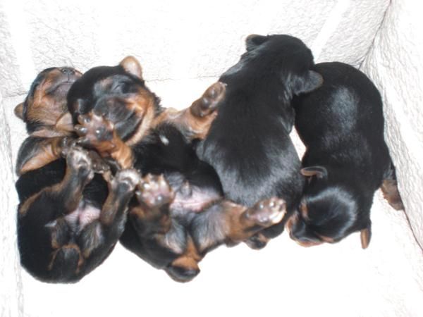 Cachorros Yorkshire TOY (Pedigree)