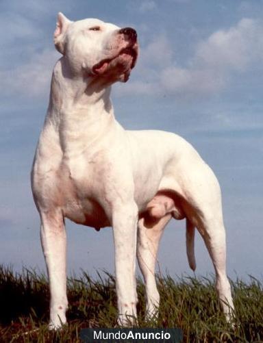 Fabulosos cachorros de Dogo Argentino