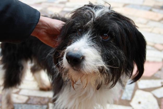 FLOPPY, CRUCE DE TERRIER QUE VIVÍA CON 20 PERROS MÁS EN UN PATIO