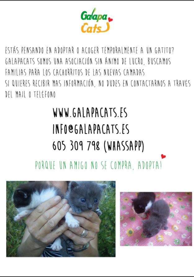 Gatitos Galapacats buscan buenos adoptantes